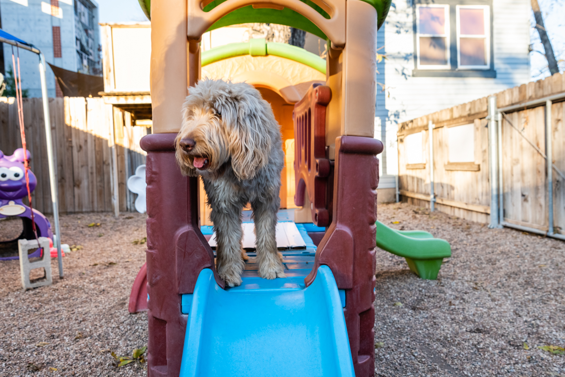 Doggie Daycare BHV Austin