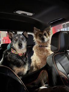 Two banned pups. ZuZu and Mooshu