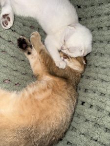 Kitten Disgusting Snuggle Love