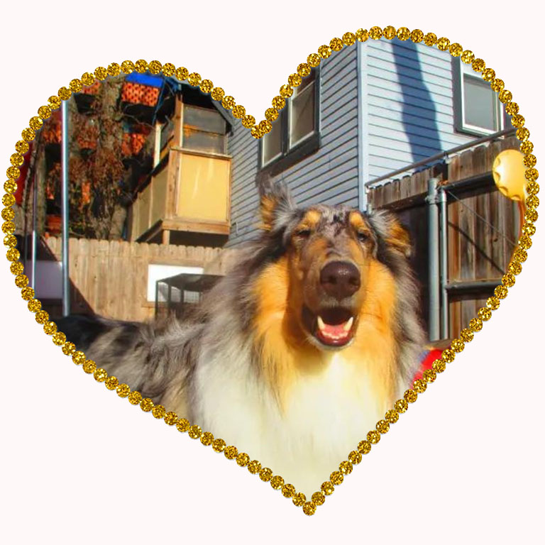 Collie love
