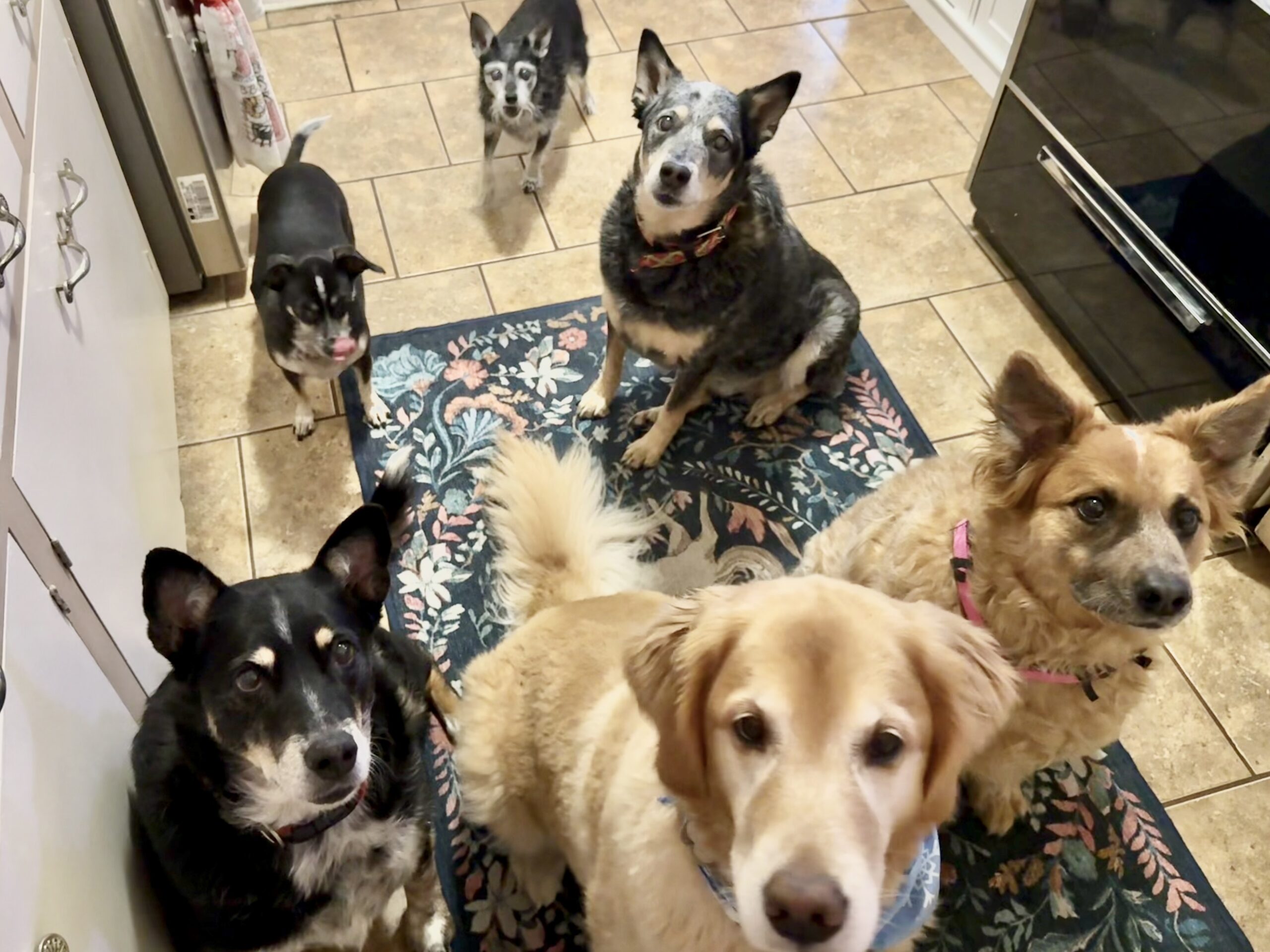 Tully, Addie, Zia, Lanna, ZuZu, and Mooshu - BHV Austin IMG 9005