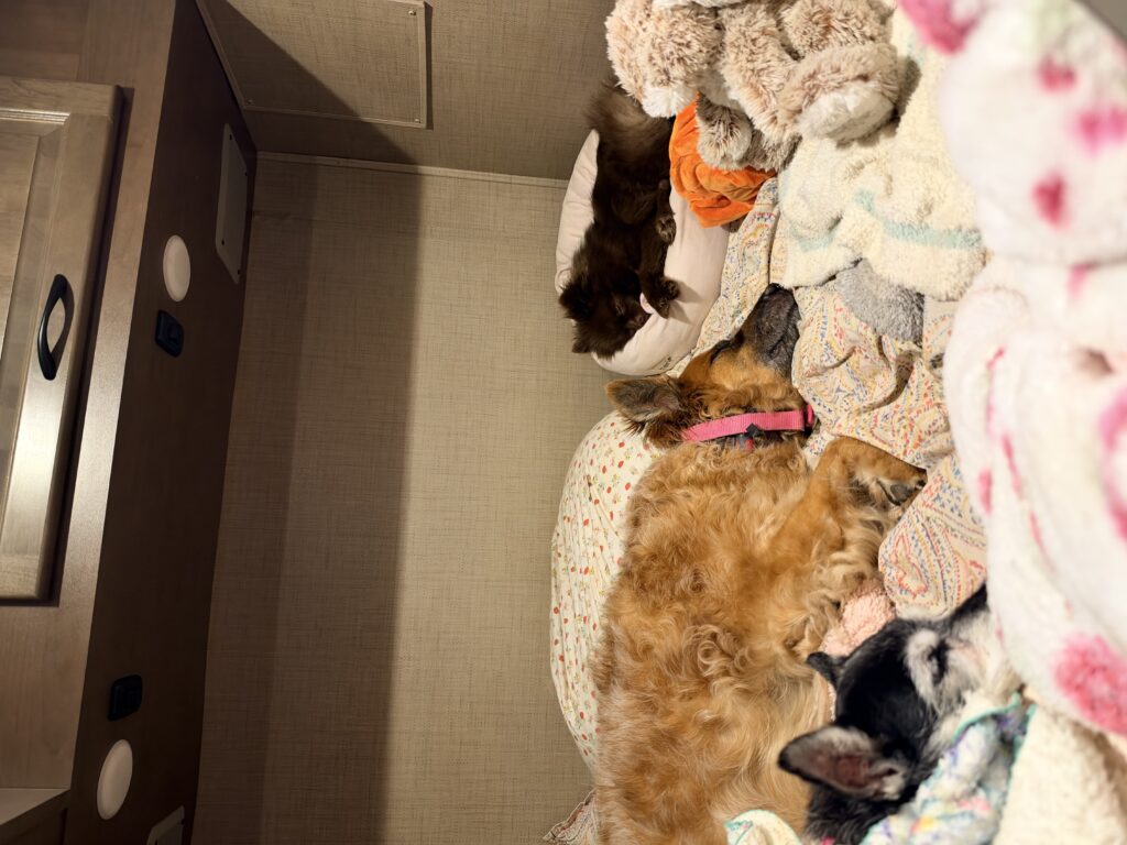 IMG 0248