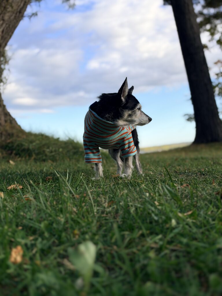 IMG 0529