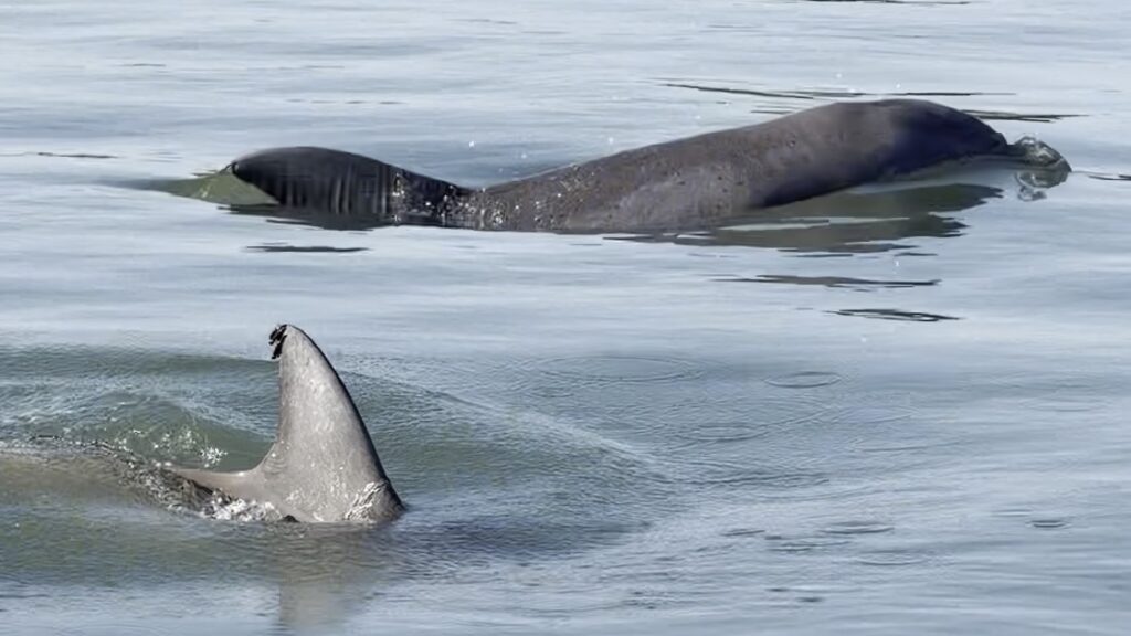 dolphins
